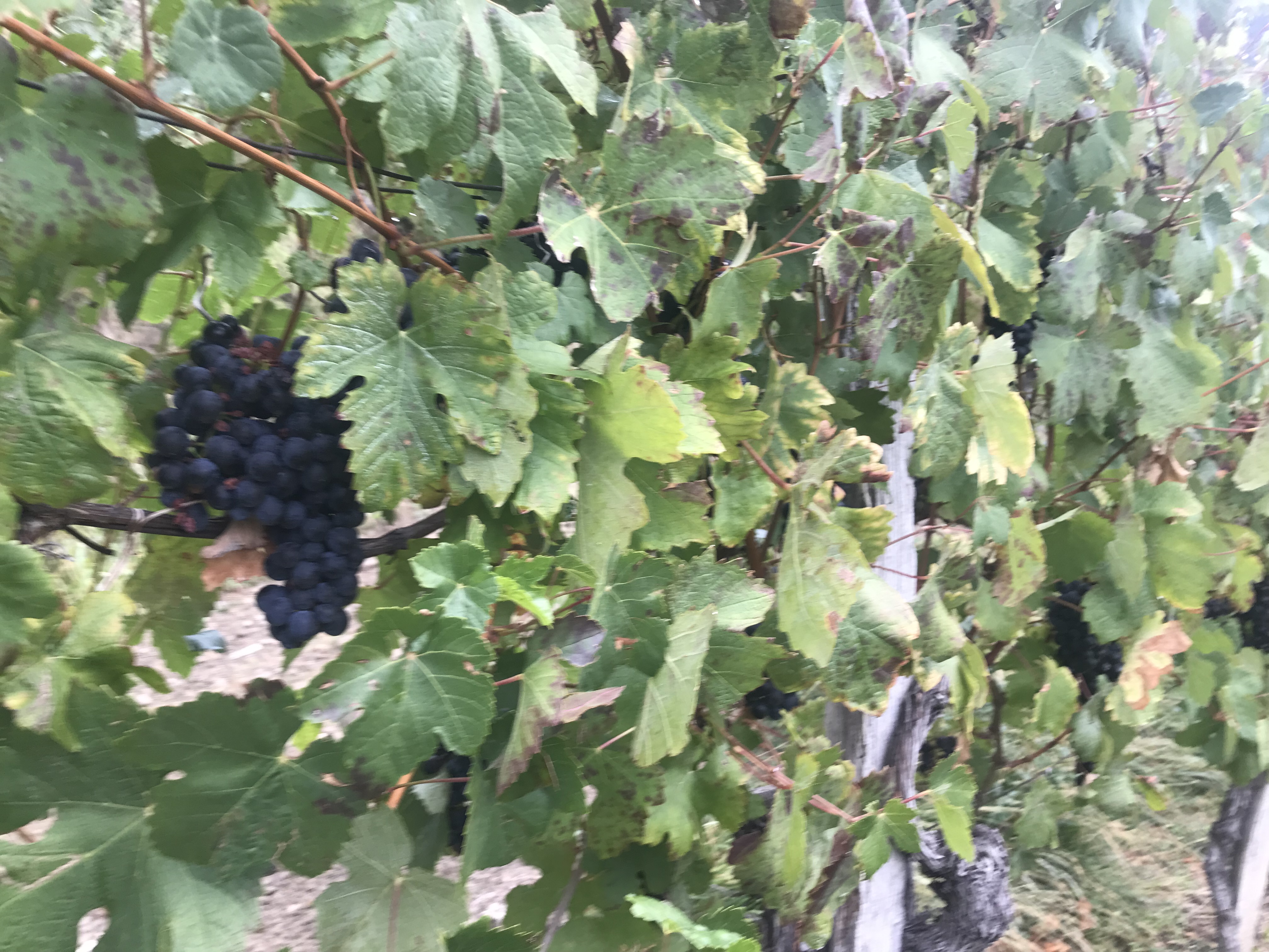 92277C41-5438-4222-A169-157C754D1495